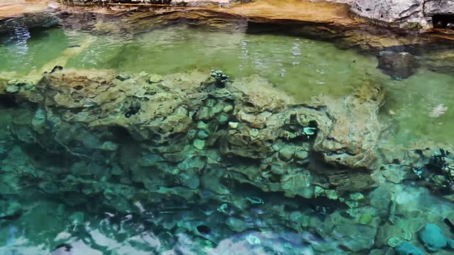Mar-las-tortugas-nadando