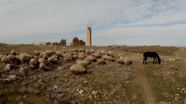 flock-of-sheep,-led-by-a-horse,-ruins-of-Date-Harran-University