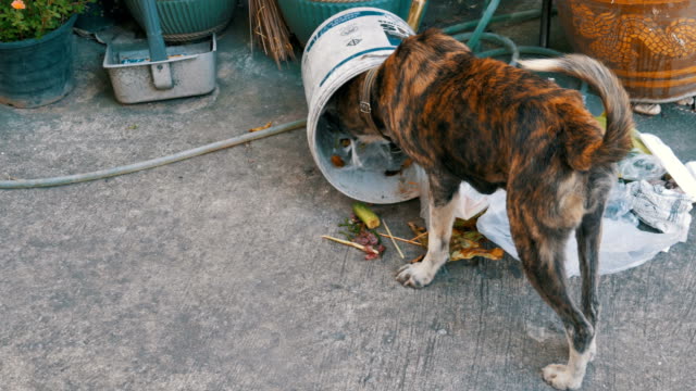 Homeless,-Thin-and-Hungry-Dog-Rummages-in-a-Garbage-can-on-the-Street.-Asia,-Thailand
