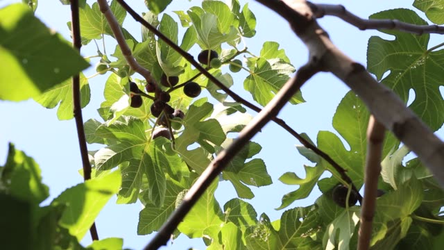 Ripe-common-figs-and-fig-leaves.-Dark-and-green-figs