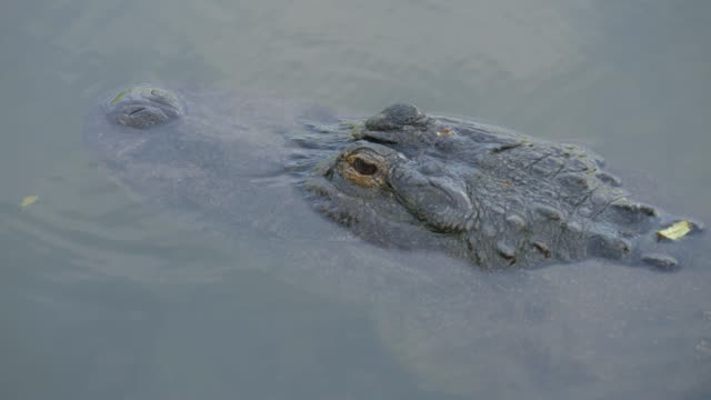 Alligatoren-in-einem-Sumpf-in-Florida