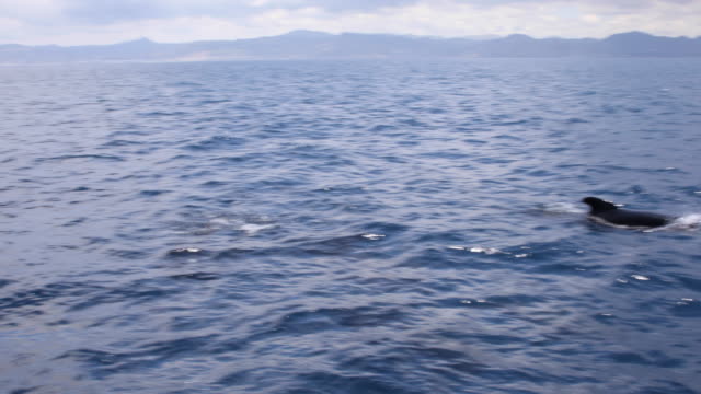 ballenas-piloto-nadando-en-el-mar