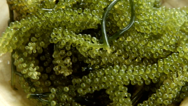 Alimentos-de-mar-sana-UMI-budou-algas-o-Caviar-verde-o-uvas-de-mar-algas-en-placa,-Caulerpa-lentillifera---uvas-de-mar-o-caviar-verde.