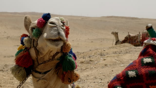 Nahaufnahme-von-einem-Kamel-Kopf-bei-den-Pyramiden-in-der-Nähe-von-Kairo,-Ägypten
