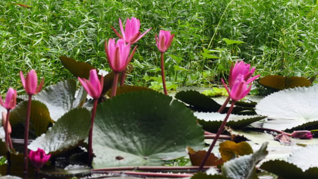 red-and-pink-lotus-blooming