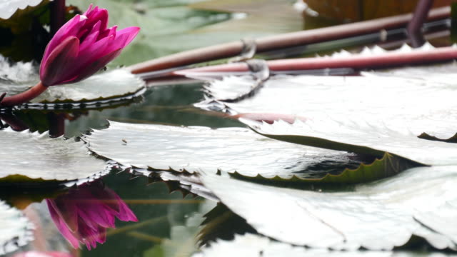 red-and-pink-lotus-blooming