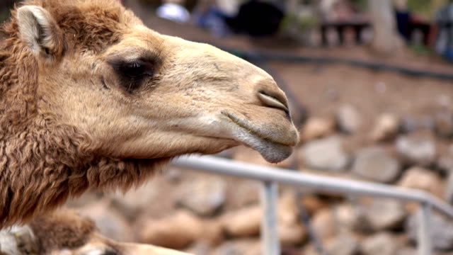 Tourist-feeding-camels-in-4k