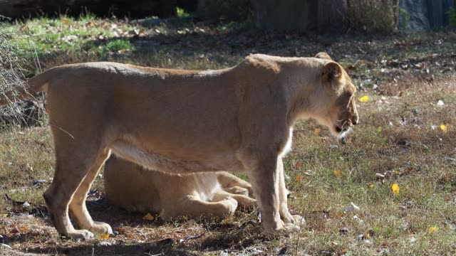 Asiatic-lioness-(Panthera-leo-persica).-A-critically-endangered-species.