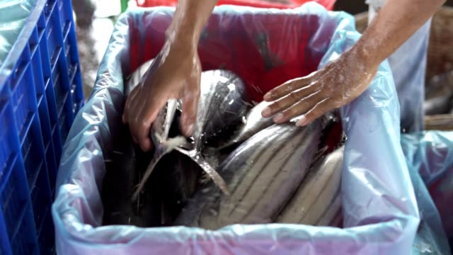 Eimer-mit-vollem-frischen-Thunfisch-auf-dem-Fischmarkt-Indonesien
