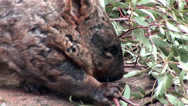 aussie-wombat
