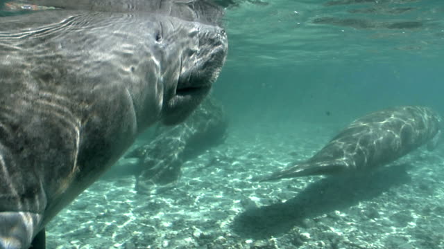 West-Indian-Manatee-Breath-of-Air