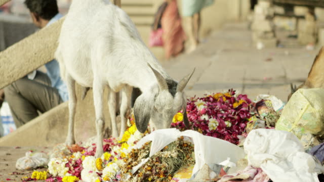 Goat-eating-colorful-flowers.