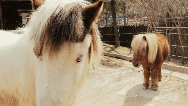 Süße-Miniaturpferd-im-zoo