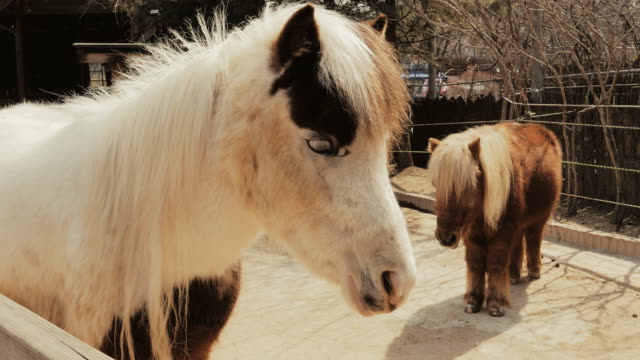 Süße-Miniaturpferd-im-zoo