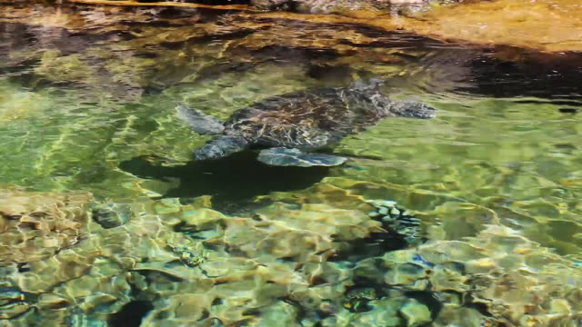 Meeresschildkröten-schwimmen