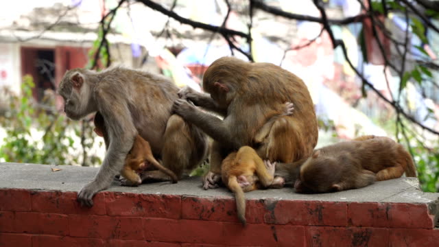 Affen-in-der-Stadt-Kathmandu