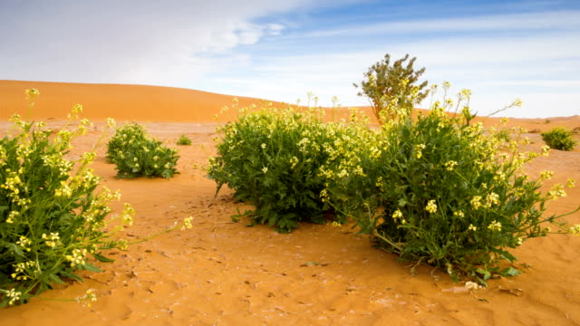 Oase-in-der-Sahara-Wüste-Drehung-timelapse
