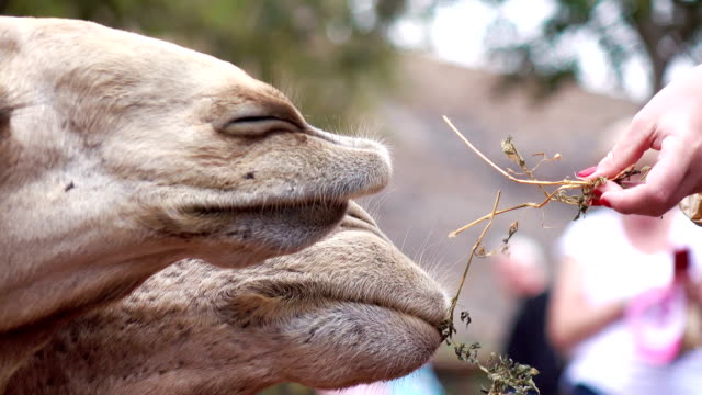 Turismo-alimentación-camellos-en-4k