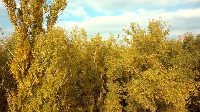 Suburban-Draufsicht-des-schönen-Bäumen-tagsüber-bewölkt-Herbst