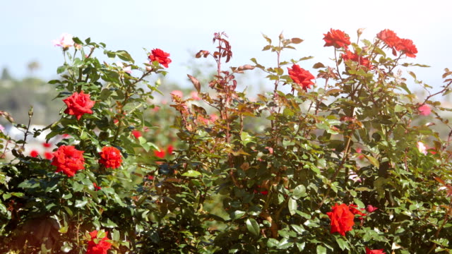 Roses-in-the-garden-in-4k