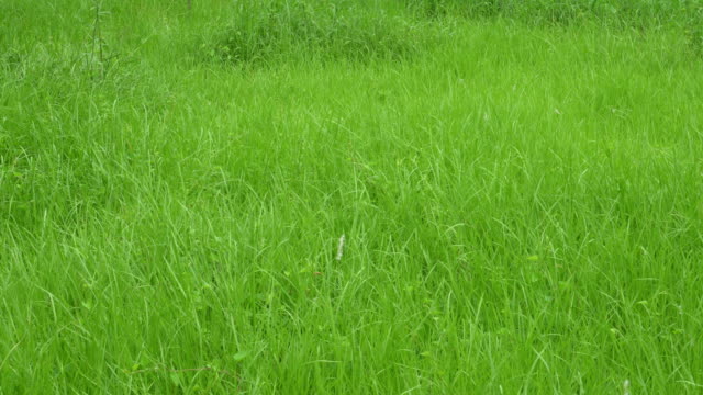 Frisches-grünes-Gras,-das-im-Monsun-aufwächst.
