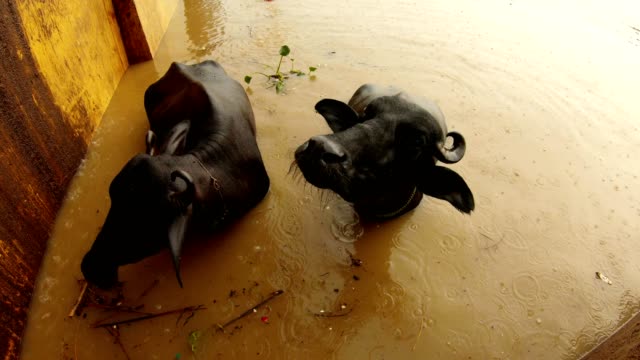 Büffel-im-Wasser-unter-Regen-aus-der-Nähe-im-Fluss-Ganga-überschwemmte-Manikarnika-brennende-ghat-Varanasi