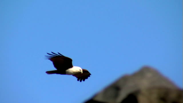 Eagle-floriert-niedrig-über-Felsen,-Brahminenweih-Bald-Sea-Hawk