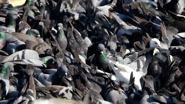 Flock-of-pigeons