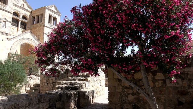 Kirche-hinter-hellen-Baum-in-voller-Blüte-steht