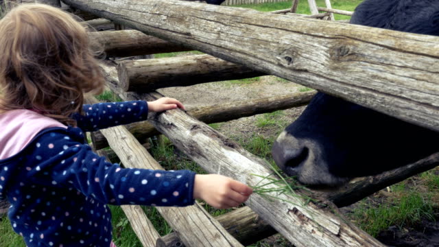 Kleines-Mädchen-füttert-eine-Kuh-mit-frischen-Rasen