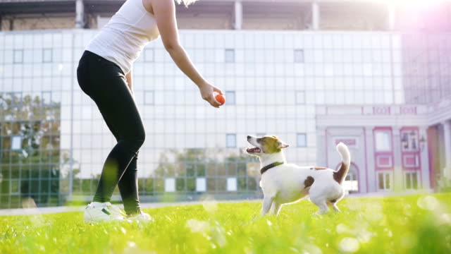 Junge-Frau-training-kleine-süße-jack-Russel-Terrier-im-Park,-Slow-motion