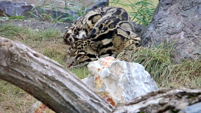 Cloudoed-Leopard-liegend-in-den-Rasen-im-zoo