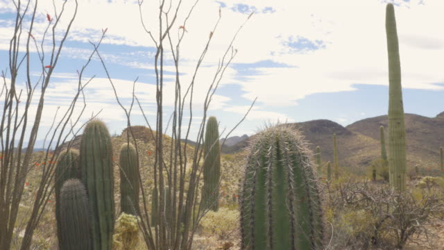 Cactus-del-desierto