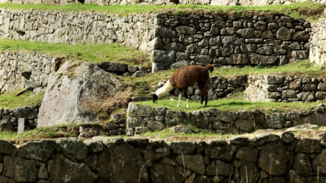 side-view-of-a-llama-grazing-at-machu-picchu