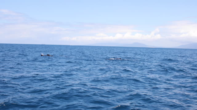 pilot-whales-swimming-in-the-Strait-of-Gibraltar