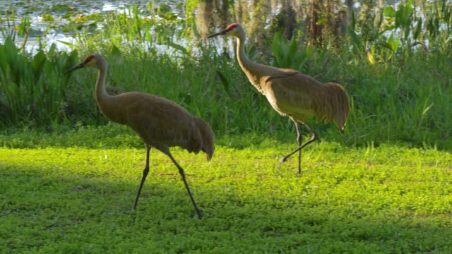 Sandhill-cranes-family-feed-near-lake