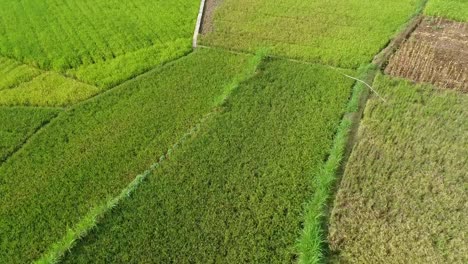 Paddy-field-harvest-and-farming-activities-by-local-farmers-aerial-view-at-daytime,-Yogyakarta,-Indonesia
