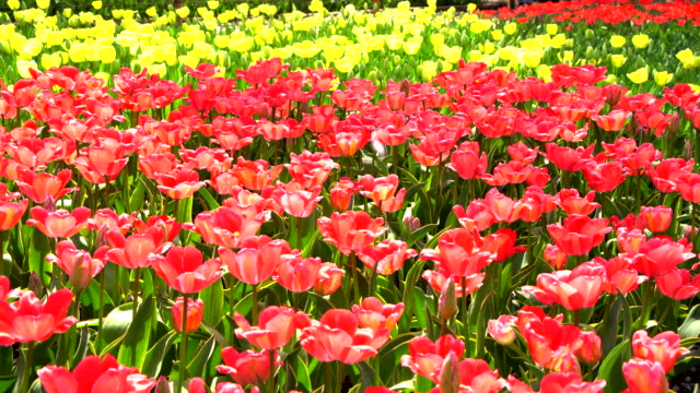 Hermoso-tulipán-rosa-en-Japón