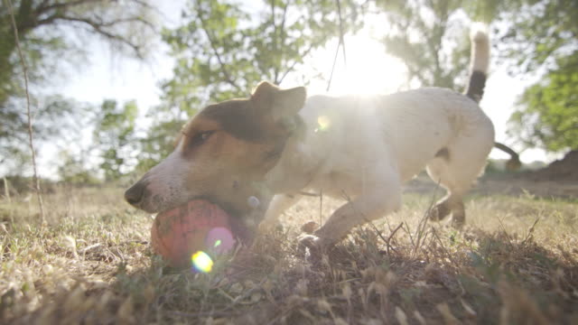 Jack-Russell-Terrier-schnappt-sich-Zähne-orange-Kugel-Spielzeug