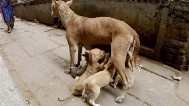 Dog-feeds-puppies-staing-in-middle-of-narrow-cobbled-street-of-Varanasi-women's-legs-in-sarees-pass-around-it