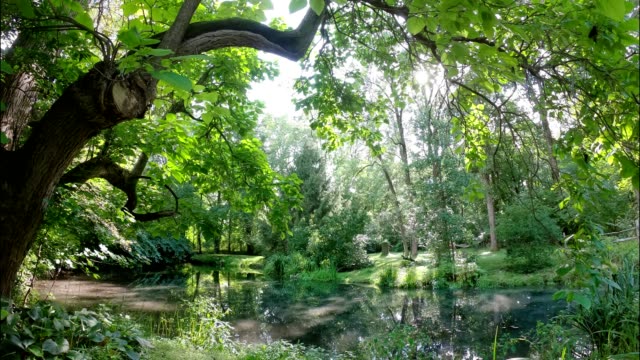 Lush-backyard-pond-time-lapse-in-Princeton,-New-Jersey
