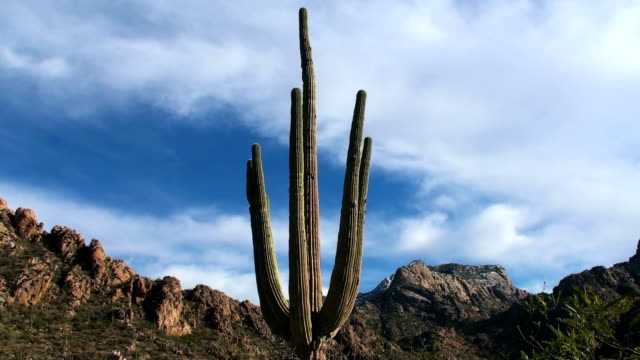 Saguaro-Time-Lapse---HD