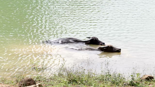Búfalo-indio-en-el-Ganges