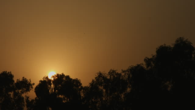 Locked-on-shot-of-trees-at-sunrise,-Delhi,-India