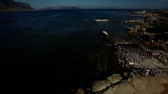 aerial-flight---people-watching-penguins-at-ocean