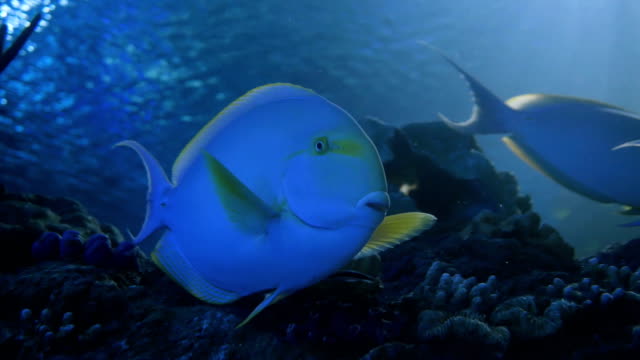 El-acuario-peces-tanque,-Coral-Arrecife,-animales-y-naturaleza