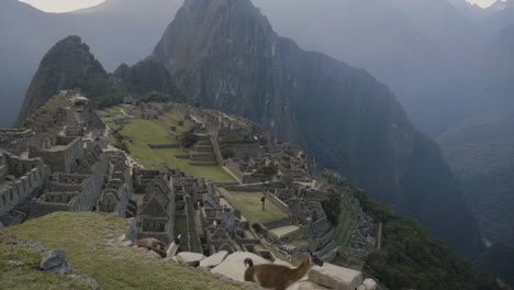 Lamas-Fuß-vor-leeren-Machupichu-Stadt,-Peru