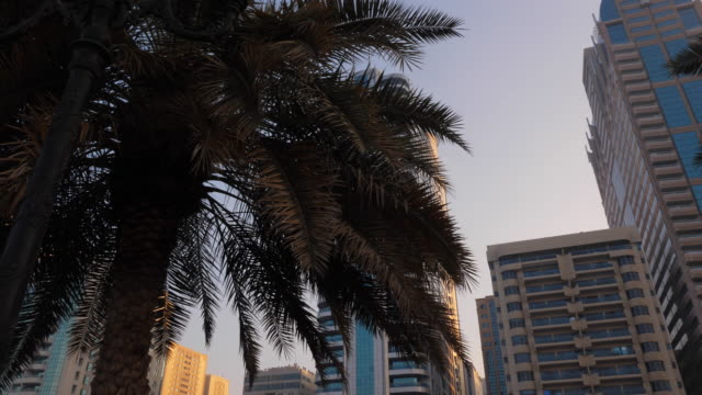 Walk-along-the-palm-trees-in-the-park-of-the-big-city.-Branches-and-palm-leaves-move-in-the-foreground.-On-the-background-are-tall-skyscrapers-of-downtown-of-big-city.