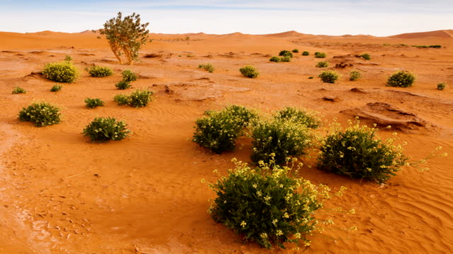 Oase-in-der-Sahara-Wüste-Panorama-Zeitraffer