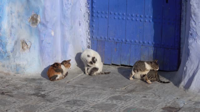 Katzen-auf-blau-Straße-innen-Medina-von-Chefchaouen